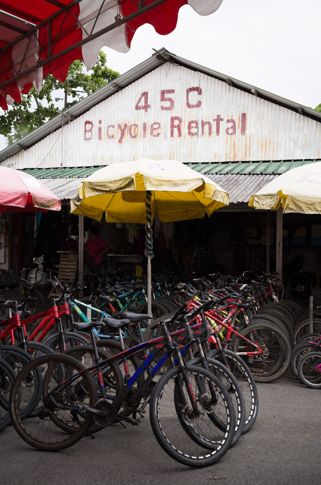 Rows of bicycles parked under colourful parasols in front of a corrugated-iron shed labelled '45C Bicycle Rental'.